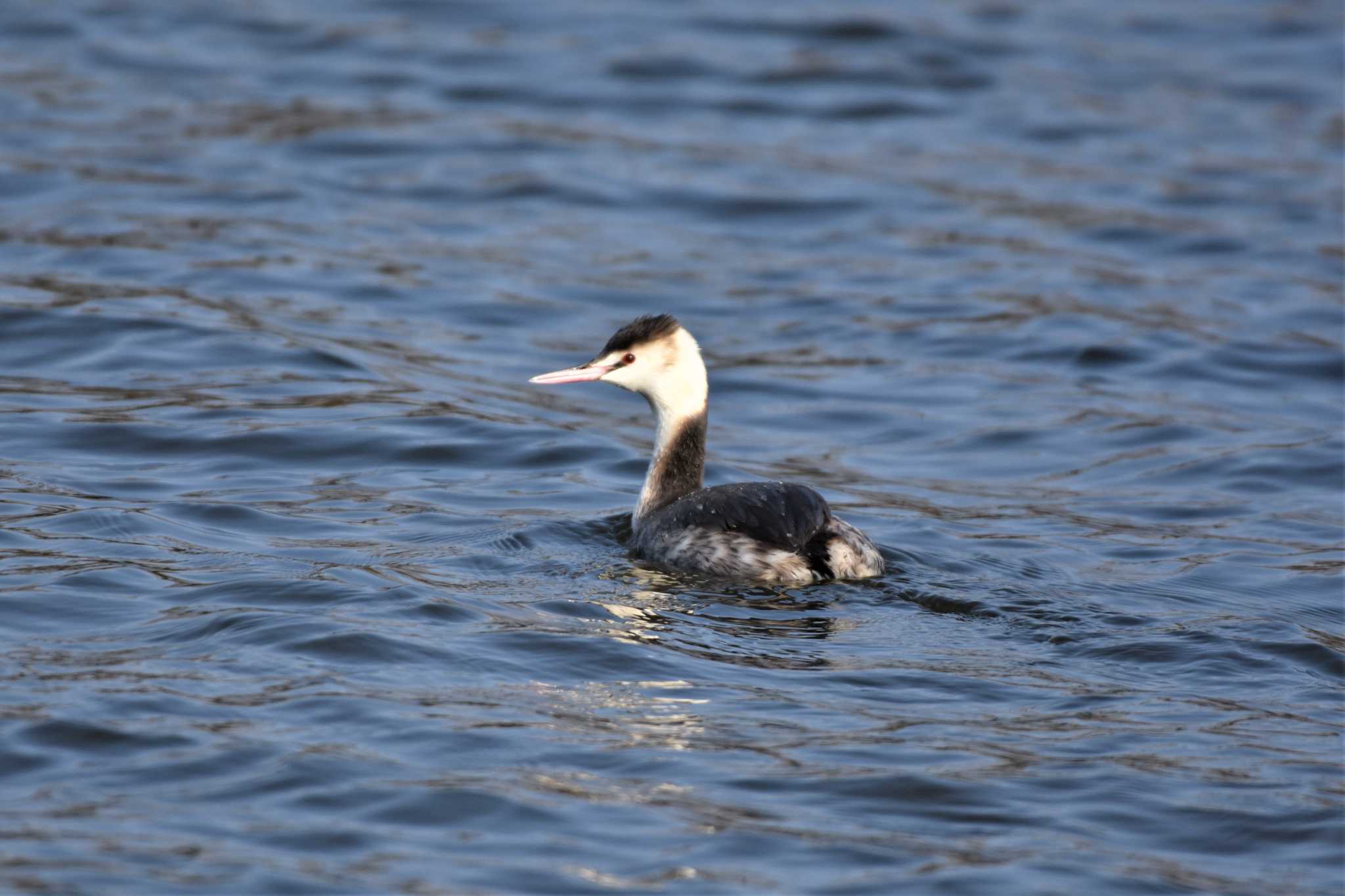 Great Crested Grebe