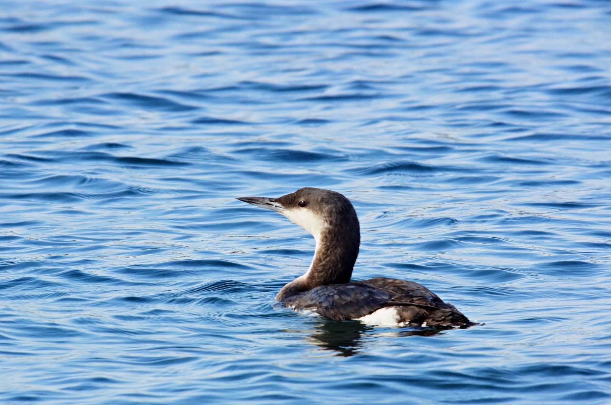 Black-throated Loon