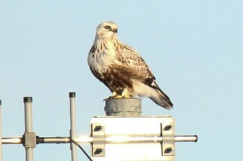 Rough-legged Buzzard 十勝地方 豊頃町 大津 Sun, 2/6/2022