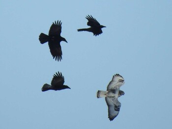 Sun, 2/6/2022 Birding report at 十勝地方 豊頃町 大津