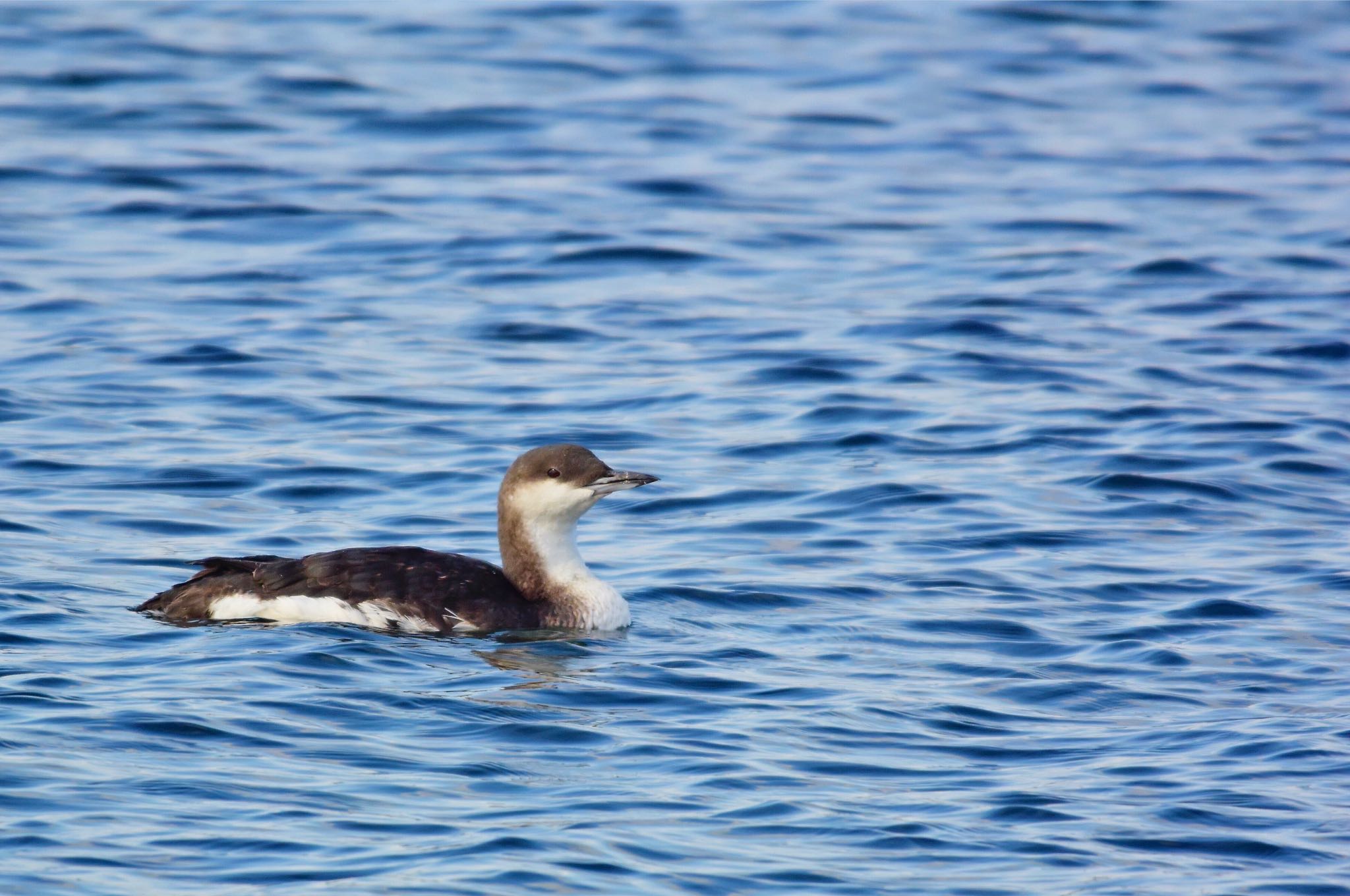 Black-throated Loon