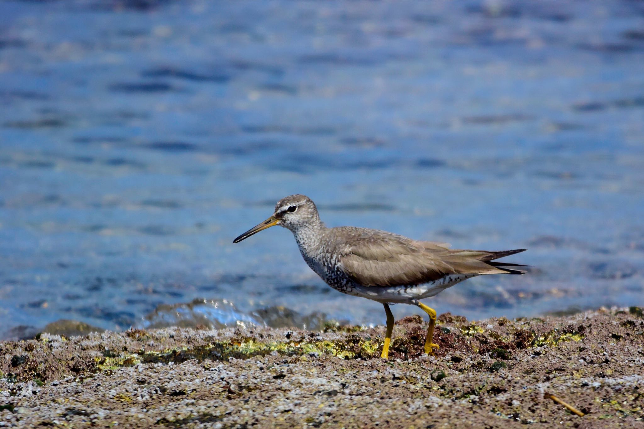 Grey-tailed Tattler