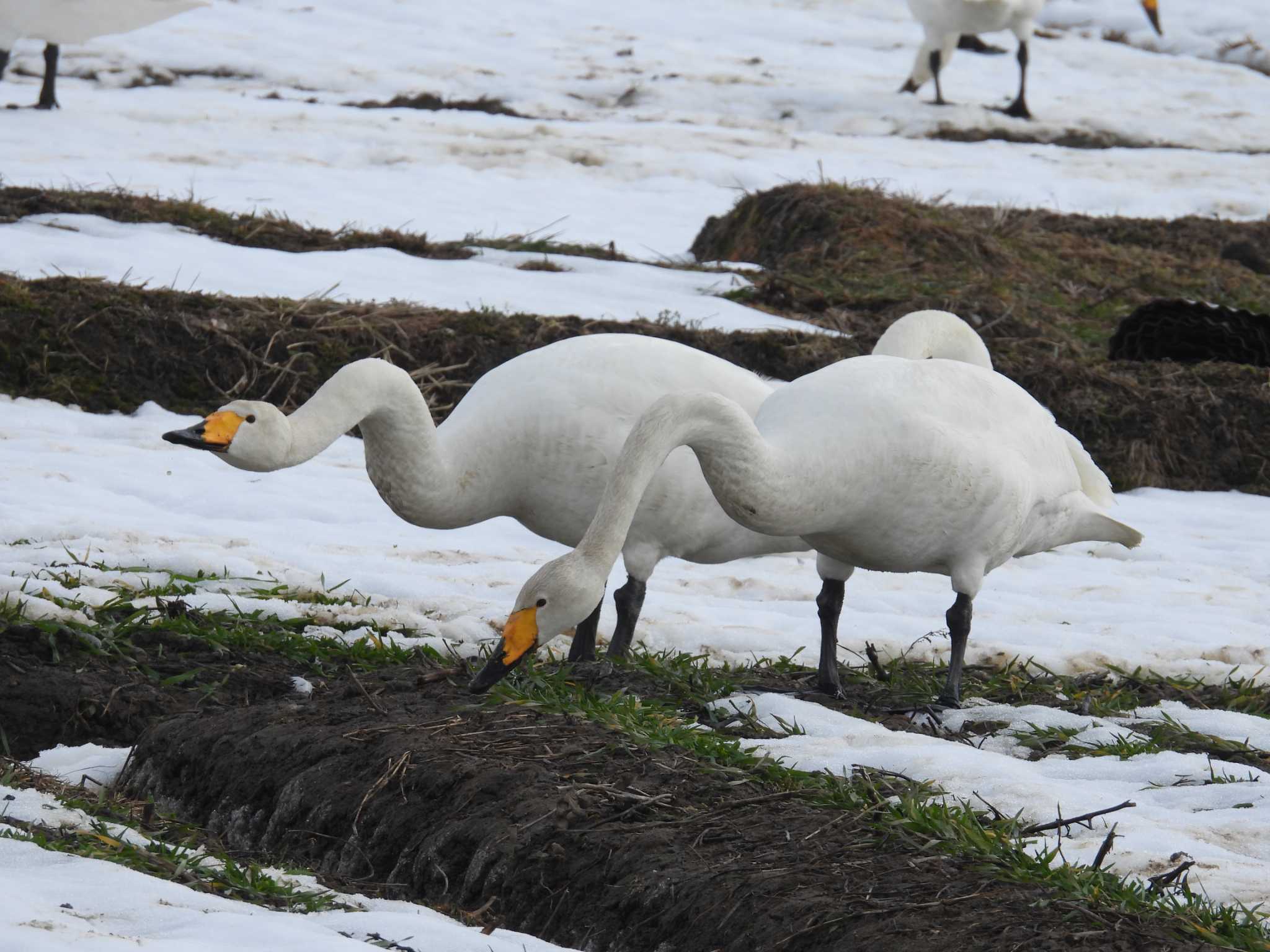 滋賀県長浜市 オオハクチョウの写真 by presto114