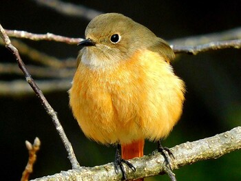 Daurian Redstart 夙川 Sat, 2/12/2022