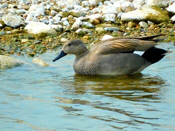 Gadwall 武庫川 Tue, 2/15/2022