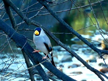 Japanese Grosbeak 夙川 Wed, 2/2/2022