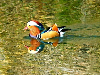 Mandarin Duck 千里中央公園(大阪府豊中市) Fri, 2/4/2022