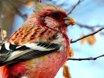 Siberian Long-tailed Rosefinch 武庫川 Tue, 2/15/2022