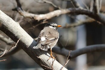 White-cheeked Starling 夙川河川敷緑地(夙川公園) Fri, 2/11/2022