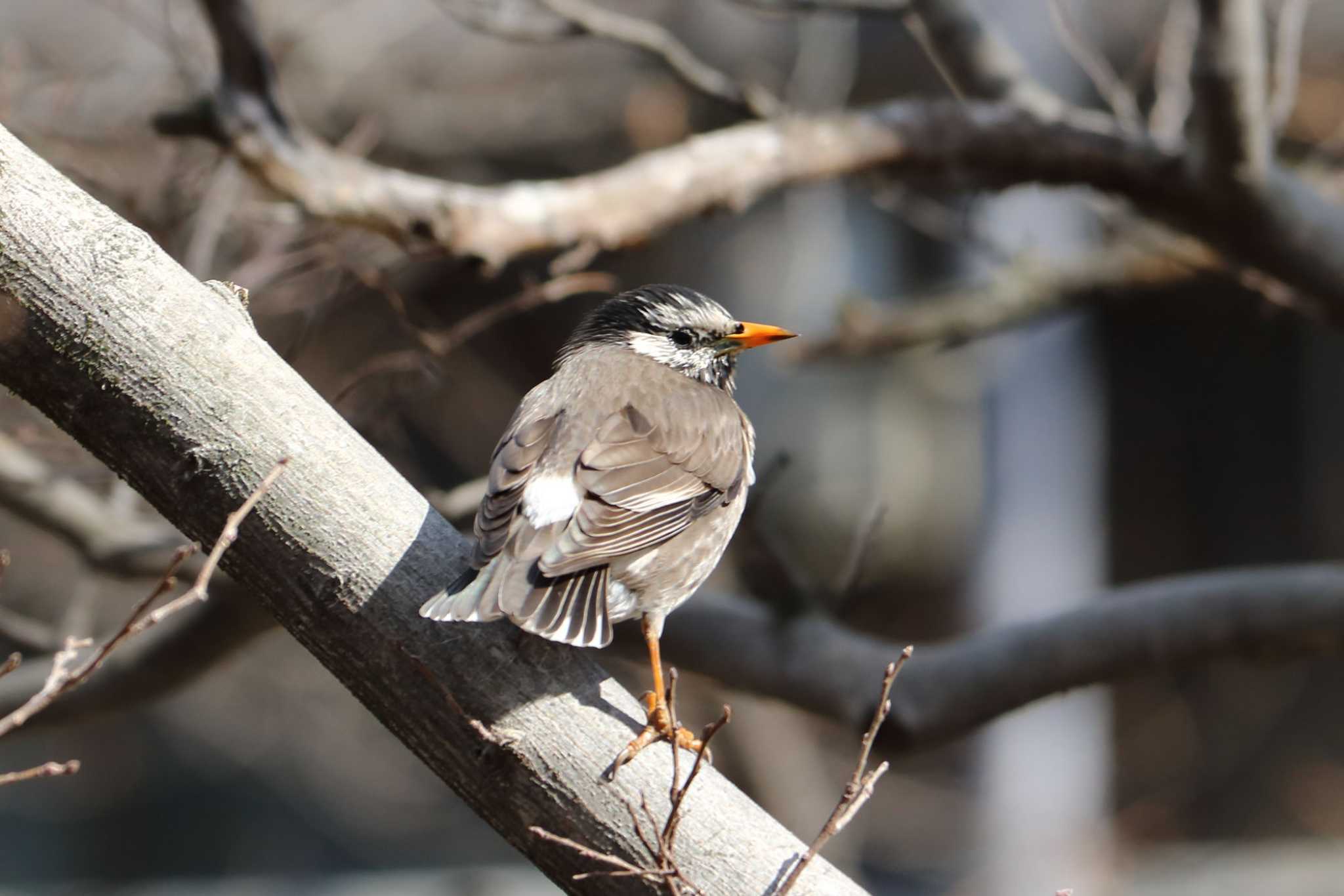 White-cheeked Starling