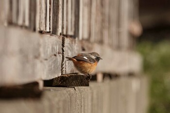 2022年2月6日(日) 涸沼の野鳥観察記録