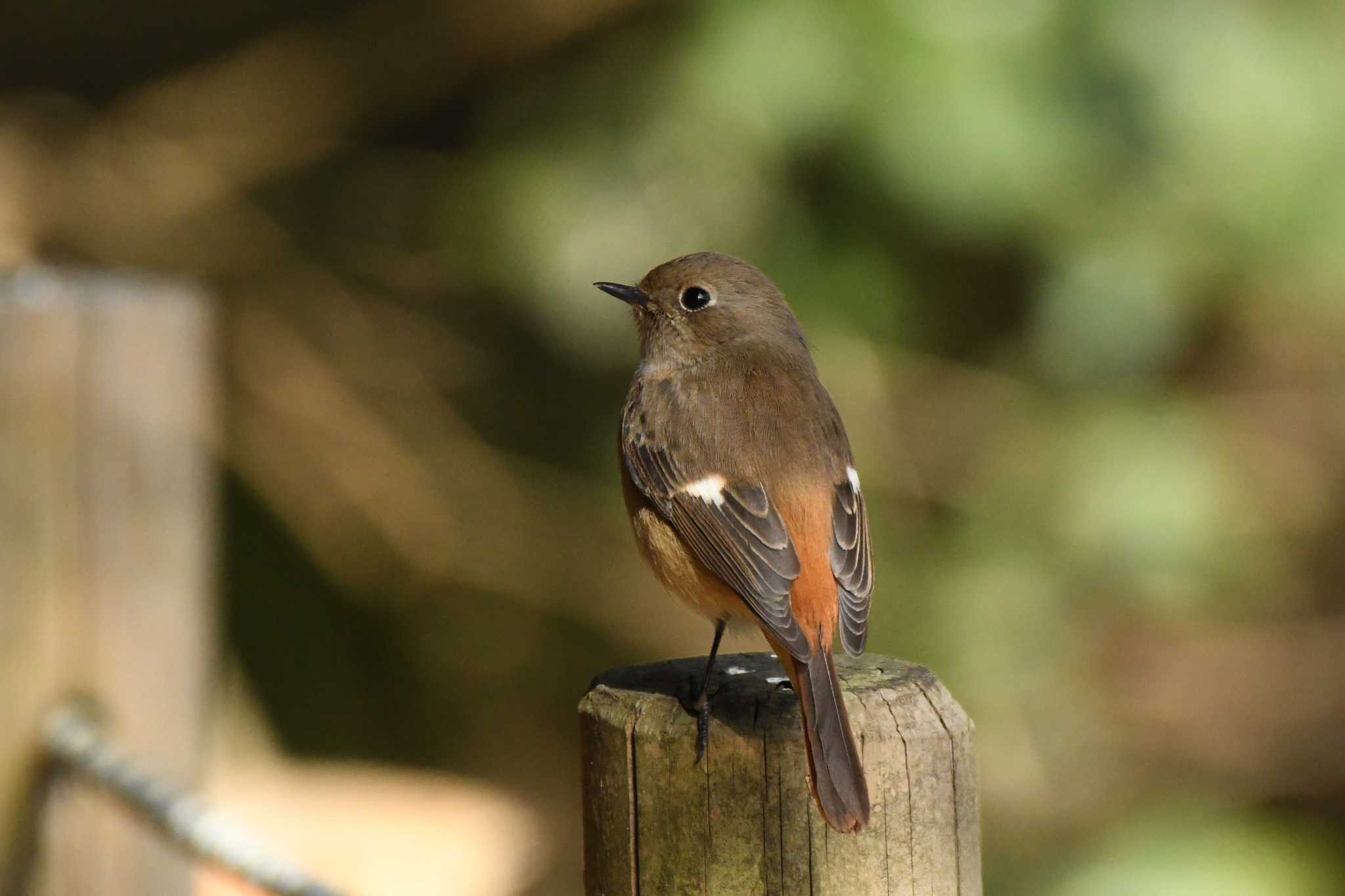 Daurian Redstart