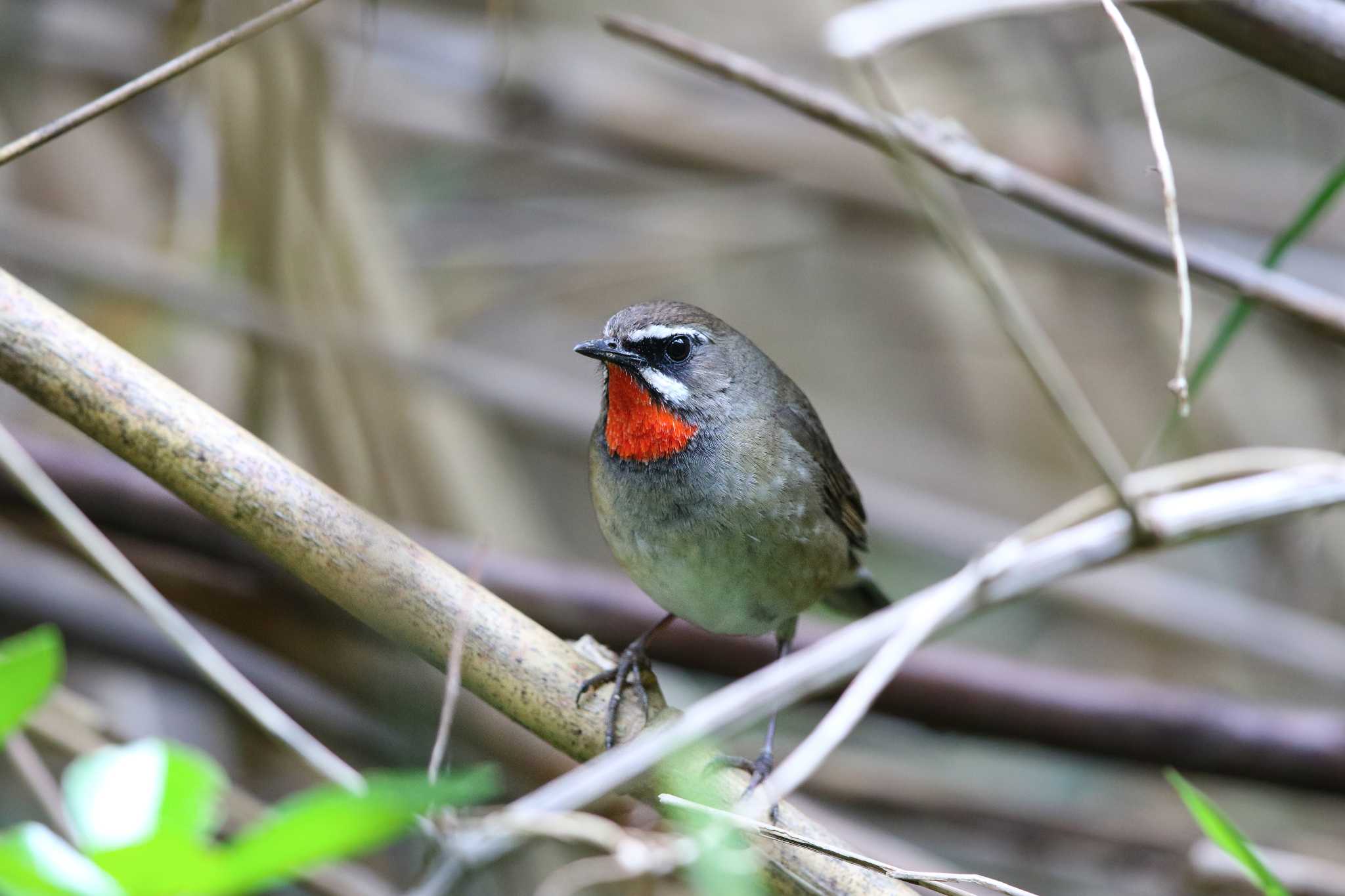 Siberian Rubythroat