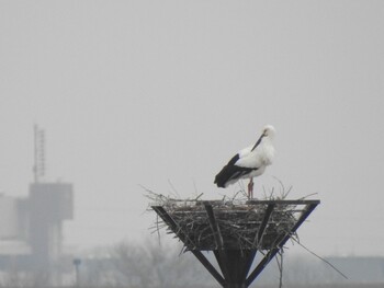 コウノトリ 渡良瀬遊水地 2022年2月13日(日)