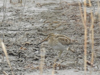 Common Snipe Watarase Yusuichi (Wetland) Sun, 2/13/2022