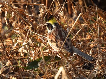 Yellow-throated Bunting 京都府立植物園 Unknown Date