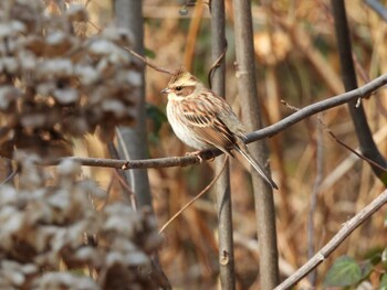 Yellow-throated Bunting 京都府立植物園 Fri, 2/11/2022