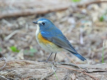 ルリビタキ 京都府立植物園 2022年2月11日(金)