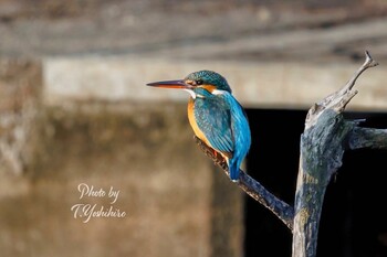 Tue, 2/15/2022 Birding report at 東大阪市