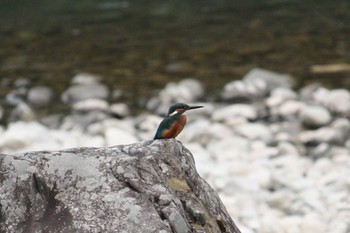 Common Kingfisher 御岳渓谷 Sat, 9/9/2017