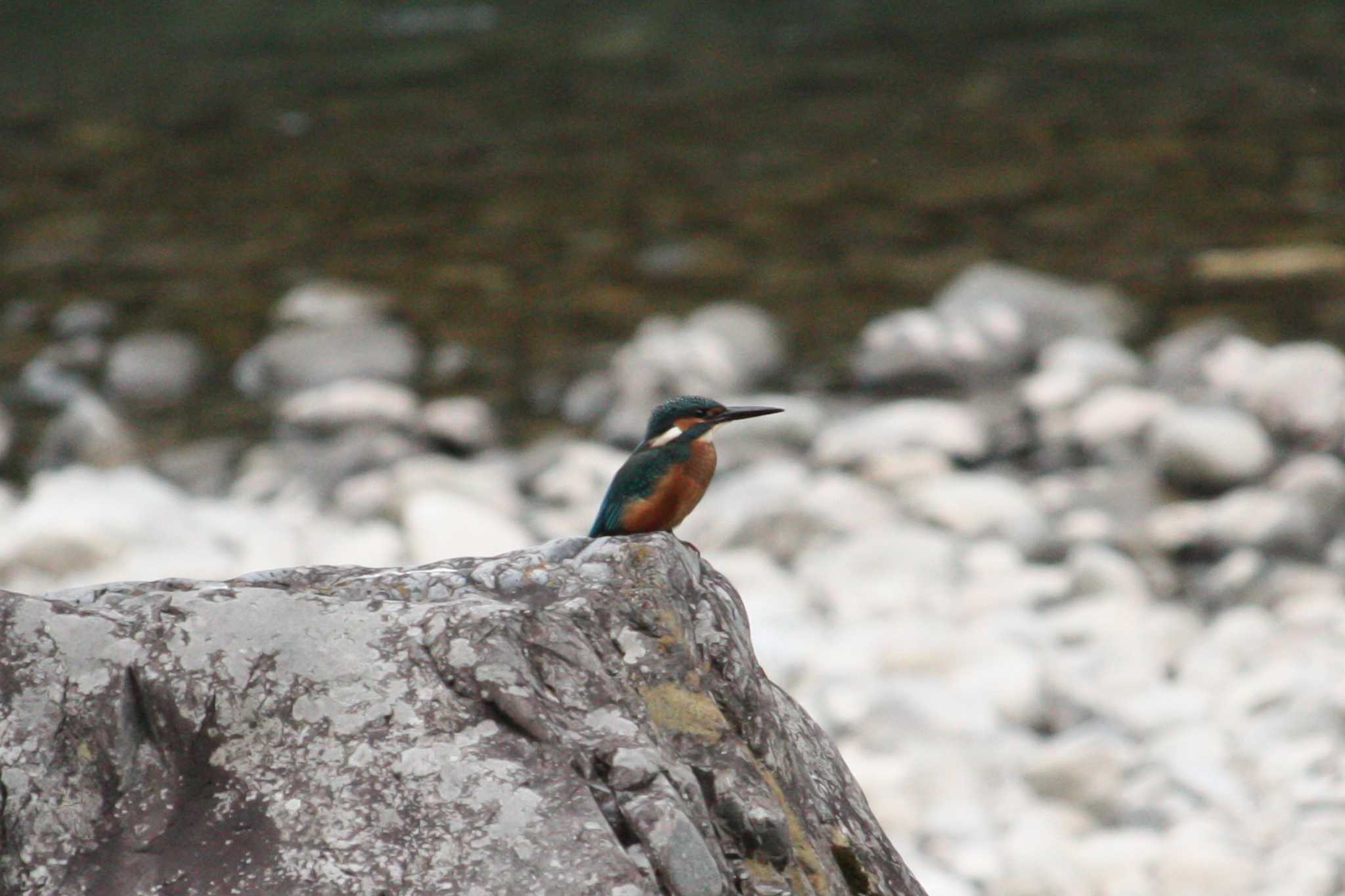 Common Kingfisher