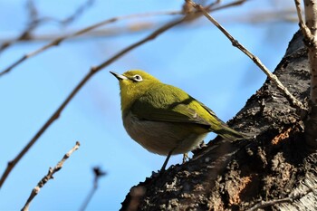 2022年2月12日(土) 大阪城公園の野鳥観察記録