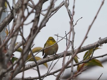 Warbling White-eye 近所 Tue, 2/15/2022