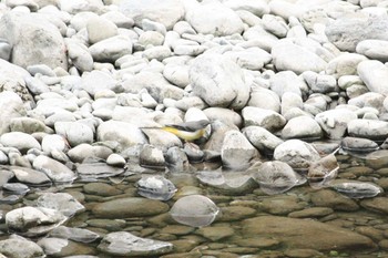 Grey Wagtail 御岳渓谷 Sat, 9/9/2017