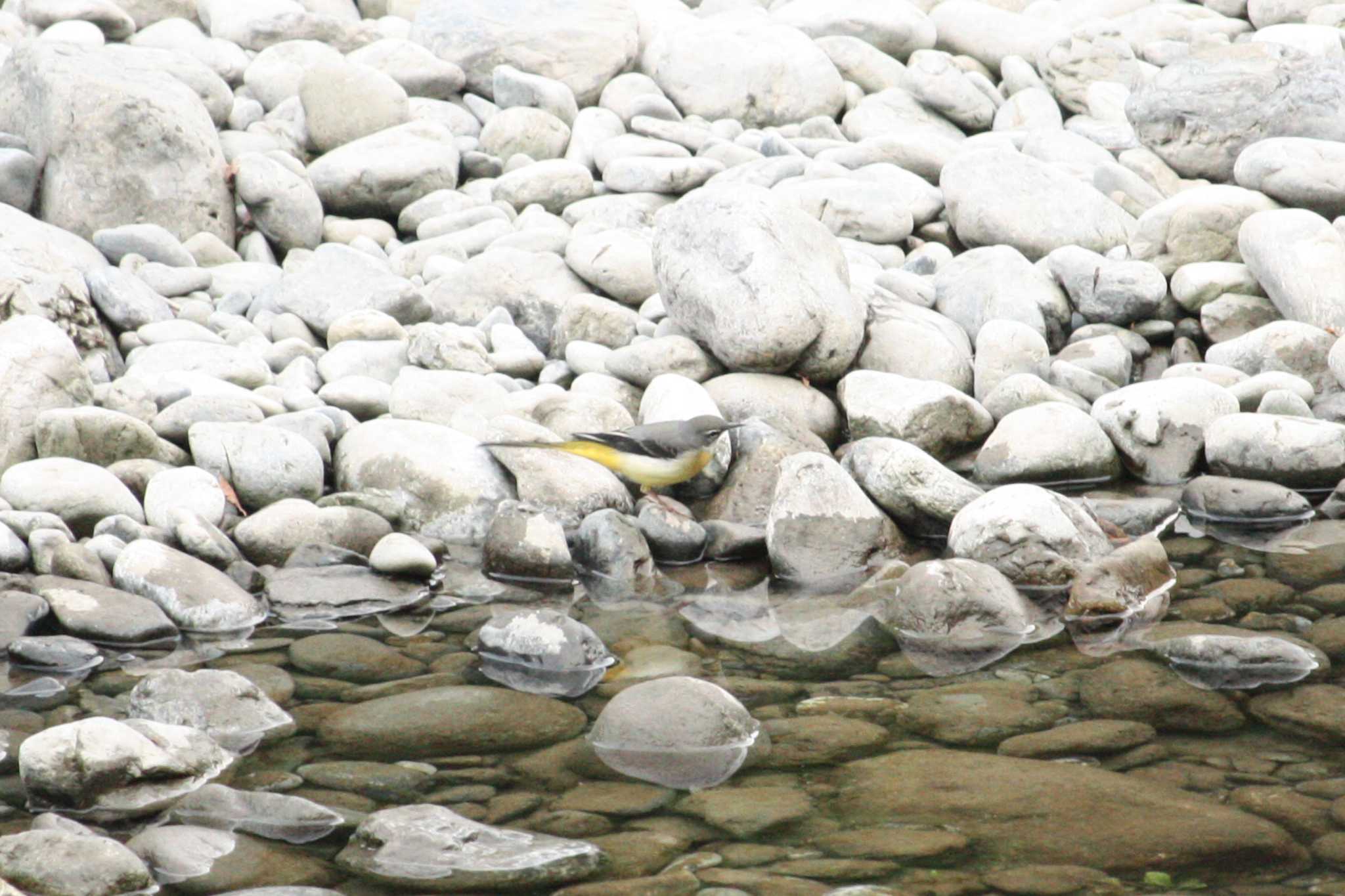 Photo of Grey Wagtail at 御岳渓谷 by Yuka