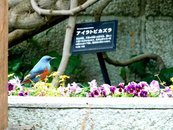 イソヒヨドリ 北山緑化植物園(西宮市) 2022年1月25日(火)