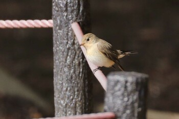 Red-breasted Flycatcher 大阪府 Mon, 2/14/2022