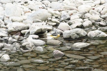 Grey Wagtail 御岳渓谷 Sat, 9/9/2017