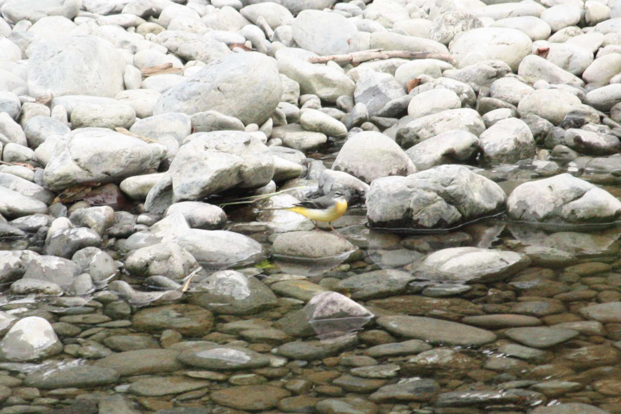 Photo of Grey Wagtail at 御岳渓谷 by Yuka