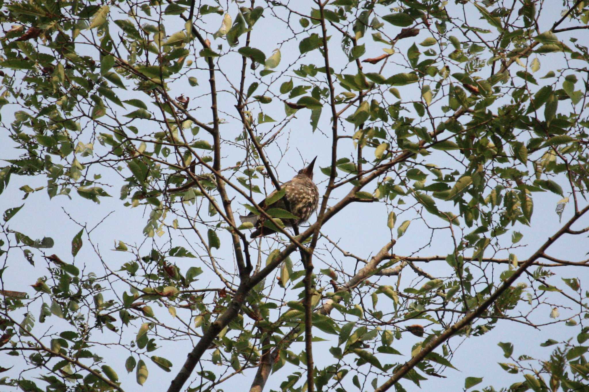 Brown-eared Bulbul