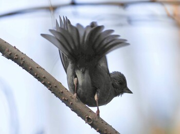 2022年2月4日(金) 不動ヶ池の野鳥観察記録