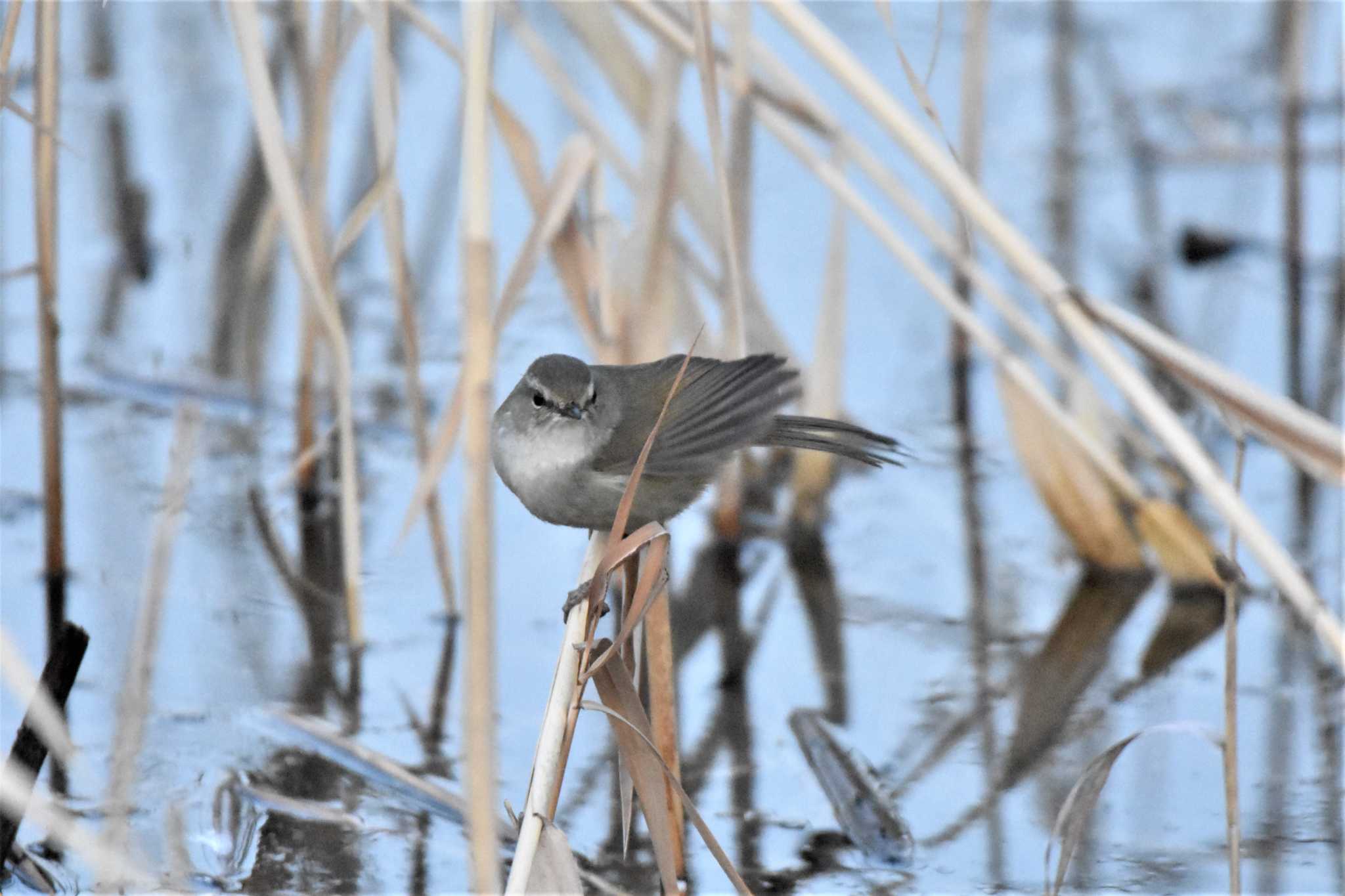 Japanese Bush Warbler