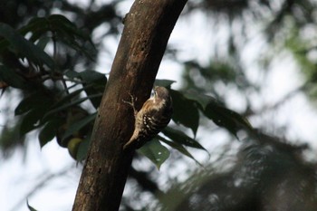 Japanese Pygmy Woodpecker 御岳渓谷 Sat, 9/9/2017