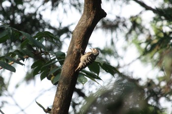 Japanese Pygmy Woodpecker 御岳渓谷 Sat, 9/9/2017