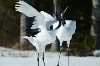 Fri, 2/11/2022 Birding report at 北海道川上郡標茶町中チャンベツ