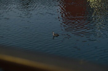 Great Crested Grebe 船溜公園 Wed, 2/16/2022