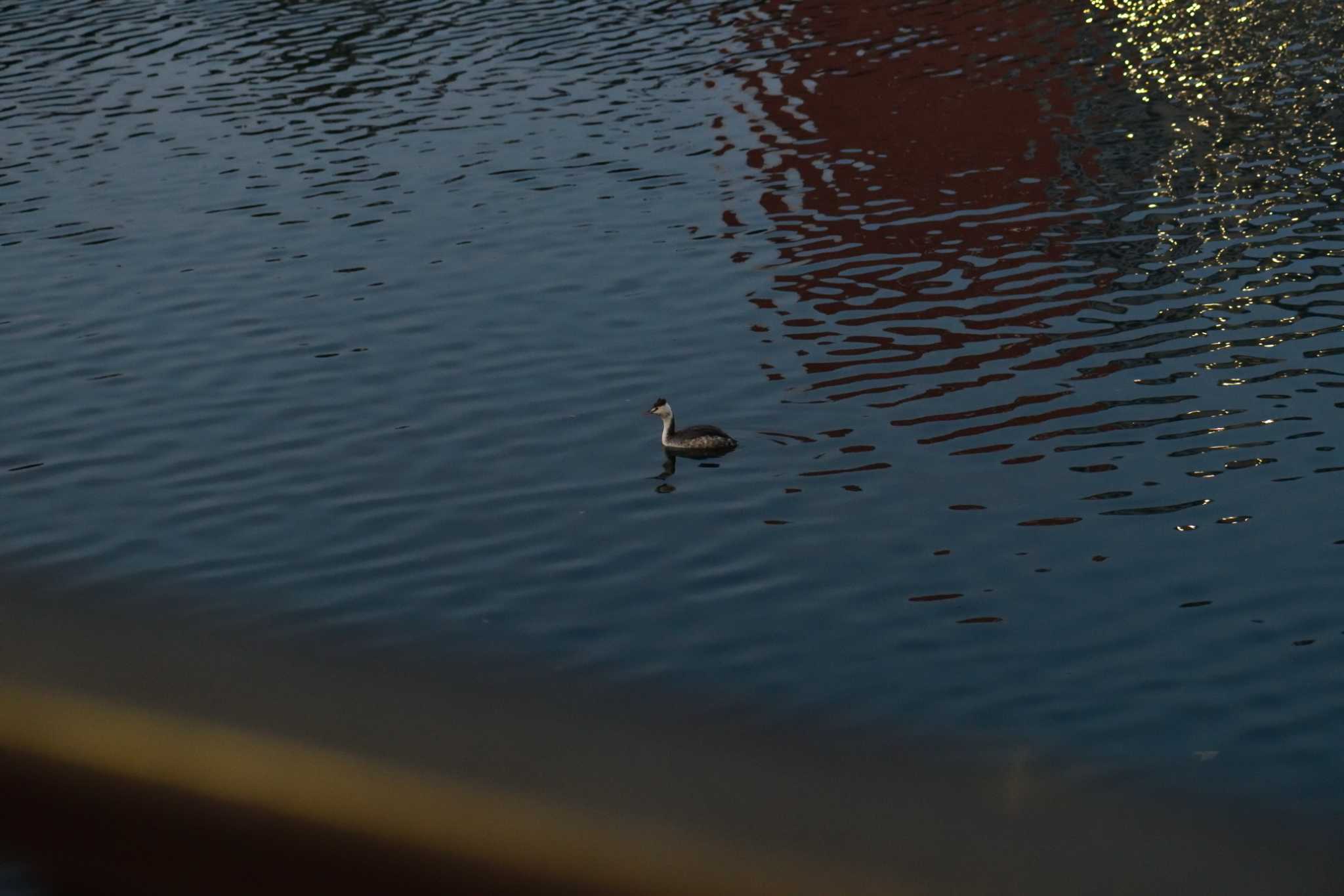 Photo of Great Crested Grebe at 船溜公園 by やなさん