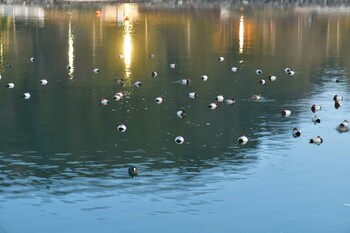 Common Pochard 船溜公園 Wed, 2/16/2022