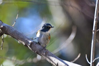 Red-flanked Bluetail 埼玉県 Sat, 2/12/2022