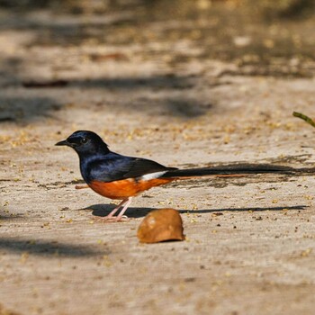 アカハラシキチョウ Bueng Khong Long Non-Hunting Area 2022年2月4日(金)