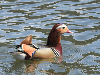 2022年2月16日(水) 千里中央公園(大阪府豊中市)の野鳥観察記録