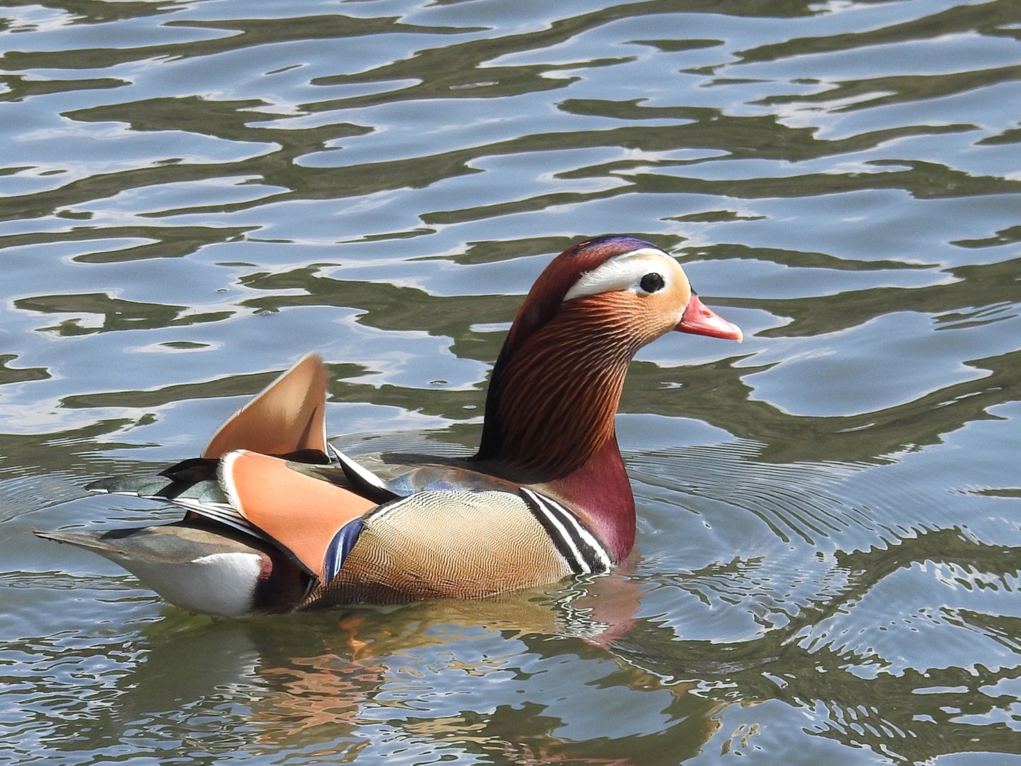 Mandarin Duck