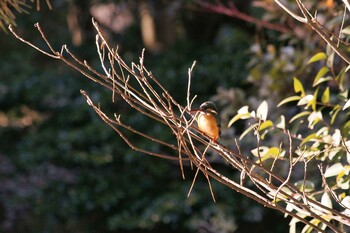 カワセミ 光が丘公園 2022年2月13日(日)