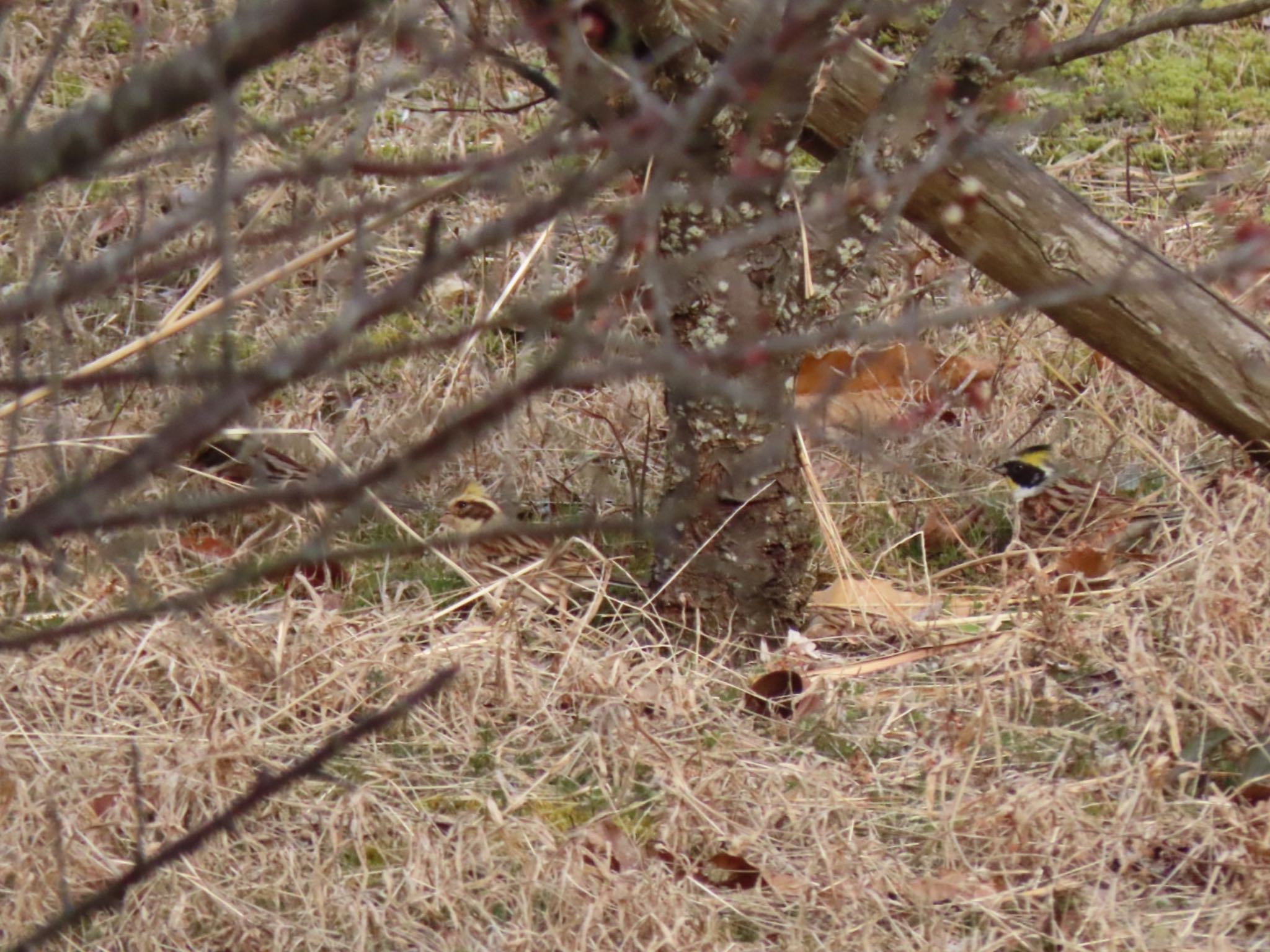 Photo of Yellow-throated Bunting at 泉南市 by くるみ