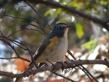 Red-flanked Bluetail Machida Yakushiike Park Wed, 2/16/2022