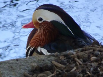 オシドリ 薬師池公園 2022年2月16日(水)